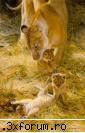 felinele - forever_cool - animale